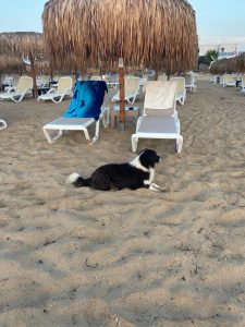 CCCME: Очаква се стабилен растеж за износа на Китай през 2026 г