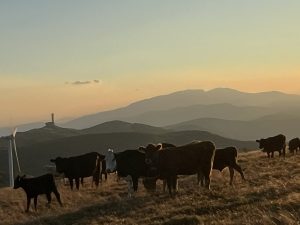 Приключи проверката на ИА „Автомобилна администрация“ на фирмата, репатрирала катастрофиралия автомобил на АМ „Тракия“