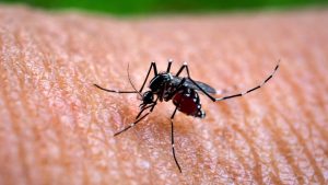 Хонконг съобщава за нов вносен случай на треска Chikungunya, което довежда до 5