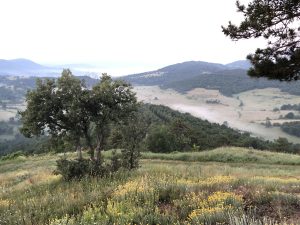 Забранява се събирането на билки за търговски цели от 24 вида лечебни растения от естествените им находища