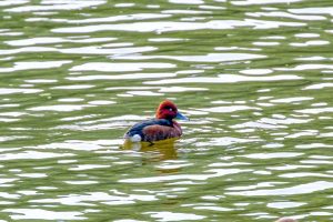 Изпълнителна агенция по горите | Новини